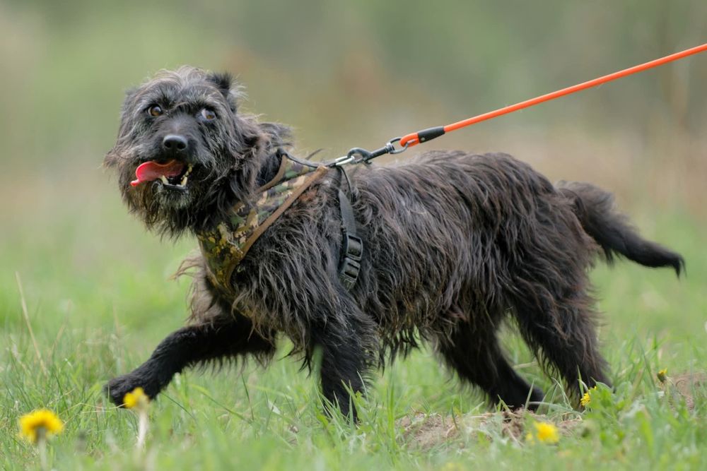 Migotka, piekna sunia do adopcji