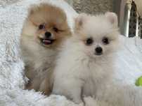 Pomeranian chłopiec biały mini