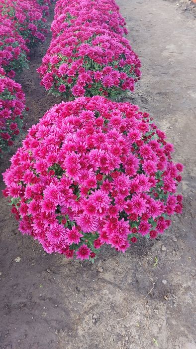 Chryzantemy drobnokwiatowe od producenta