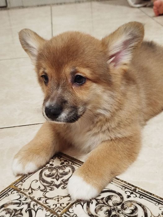 Неперевершені малюки Вельш коргі