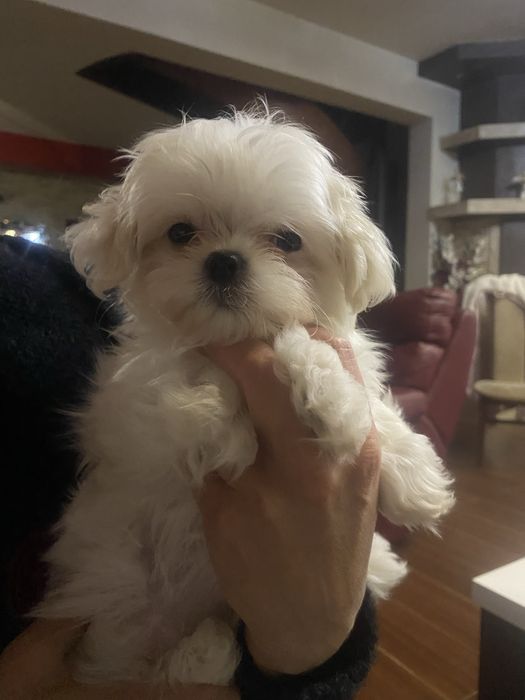 Maltańczyk, śliczna, urocza mini suczka, sunia