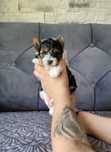 Yorkshire Terrier Biewer, York piesek