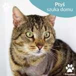 Kochany kocurek do adopcji! Poznajcie Ptysia!