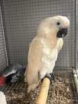 Cacatua alva bebe