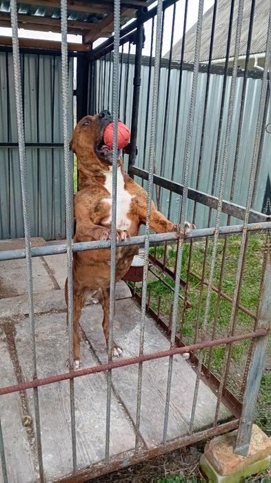 Віддам в хороші руки Стаф всі вопроси на Вайбер +420776413212