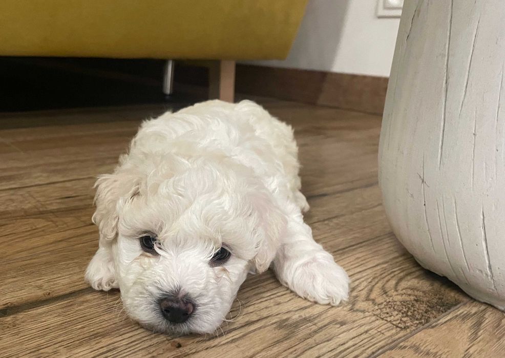 Bichon Frise śliczny szczeniak z rodowodem szuka nowego domu!