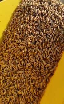 OWIES BEZŁUSKOWY najzdrowsza karma dla drobiu gołębi ptaków 5kg swieży