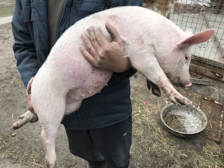 Продам поросят Велика Біла