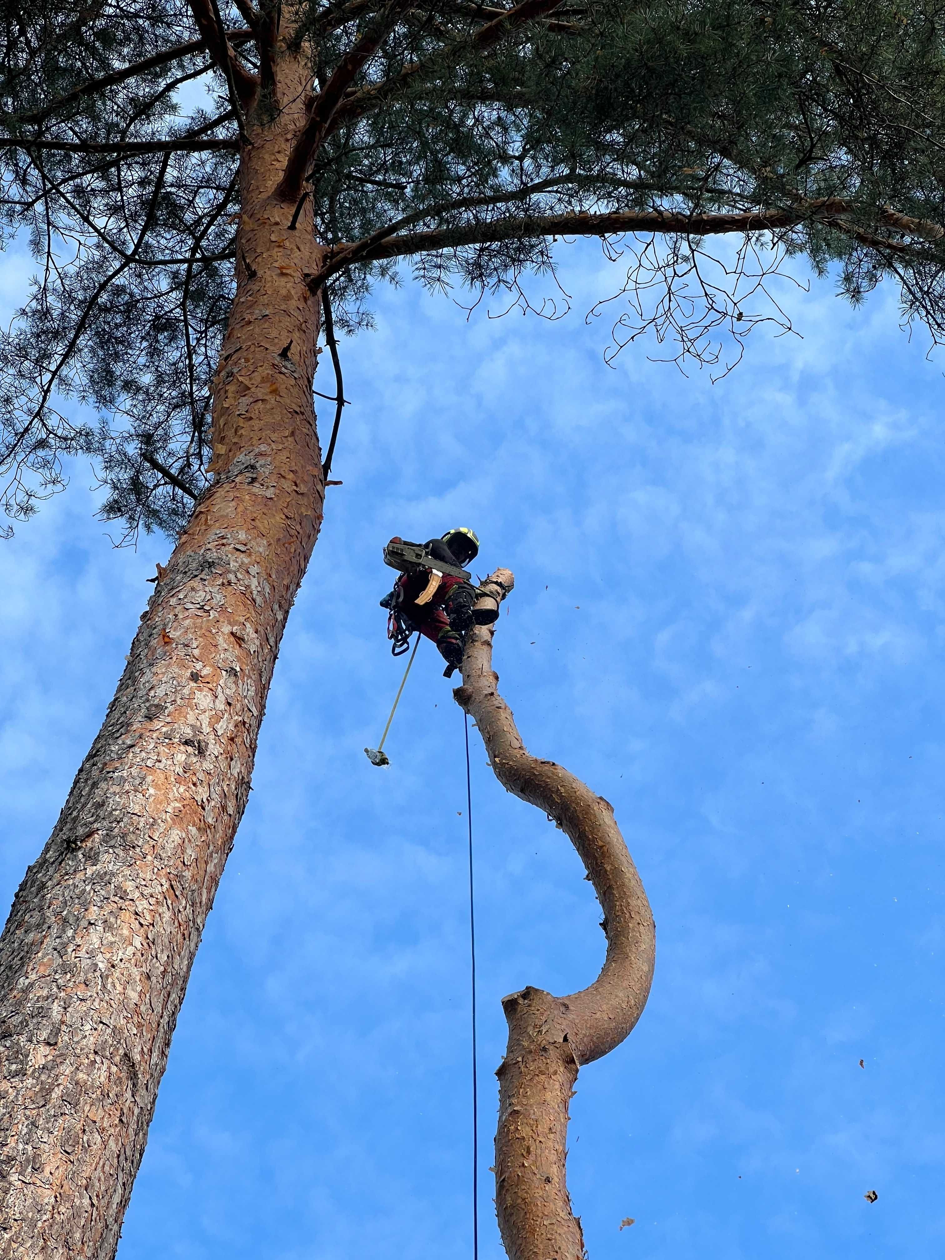 Wycinka drzew |Usługi Rębakiem Karczowanie Koszenie Działek Frezowanie