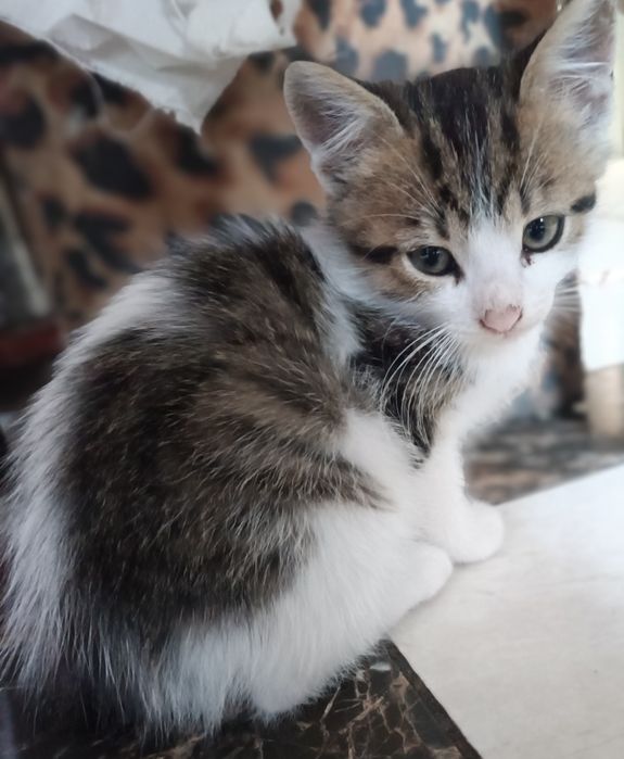 Гвіздець Віддам у добрі руки