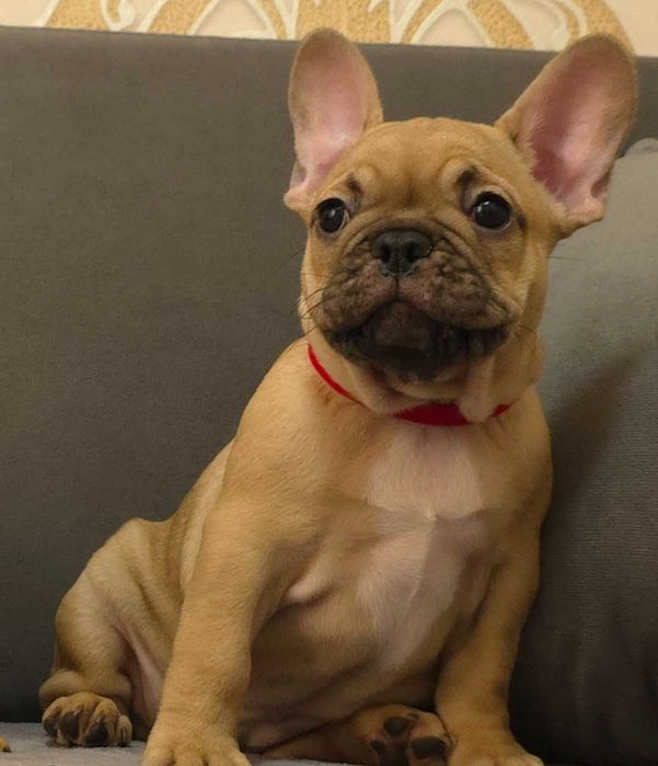 Щенята французького бульдога! Щенки французского бульдога!