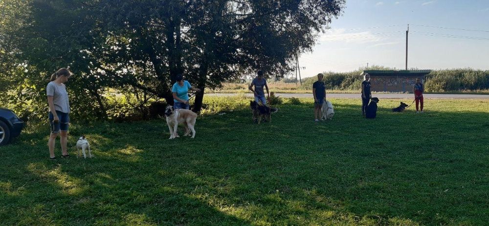 ШОС "Арес-Абрай" (Дресирування собак, без вікових та породних обмежень