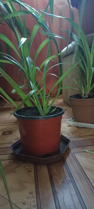 Продам! Фінікову пальму, та панданус