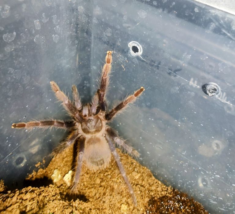 Pająk ptasznik Lasiocyano (ex. Pterinopelma) sazimai N/S