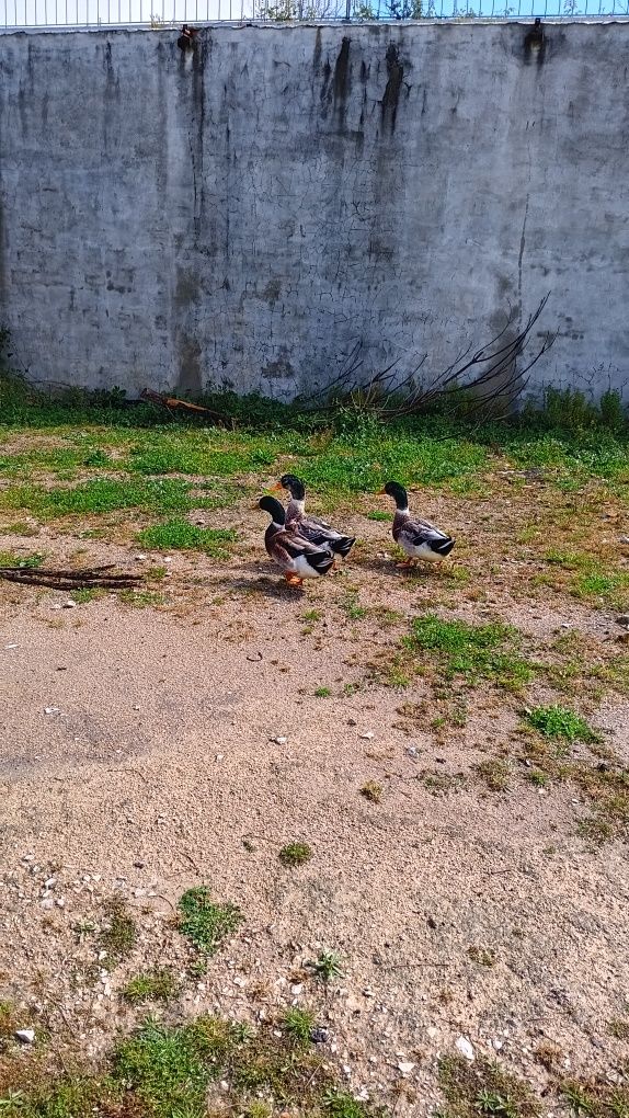 Vendo patos ruean e  ovos