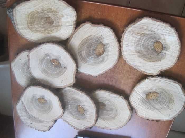 16 20 drewniane kolekcja krążek drewniany z drzewa krążki plaster