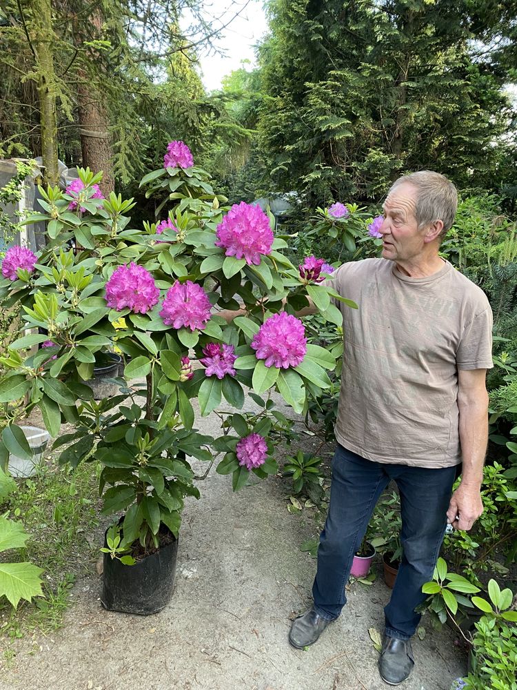 Rododendron 160cm