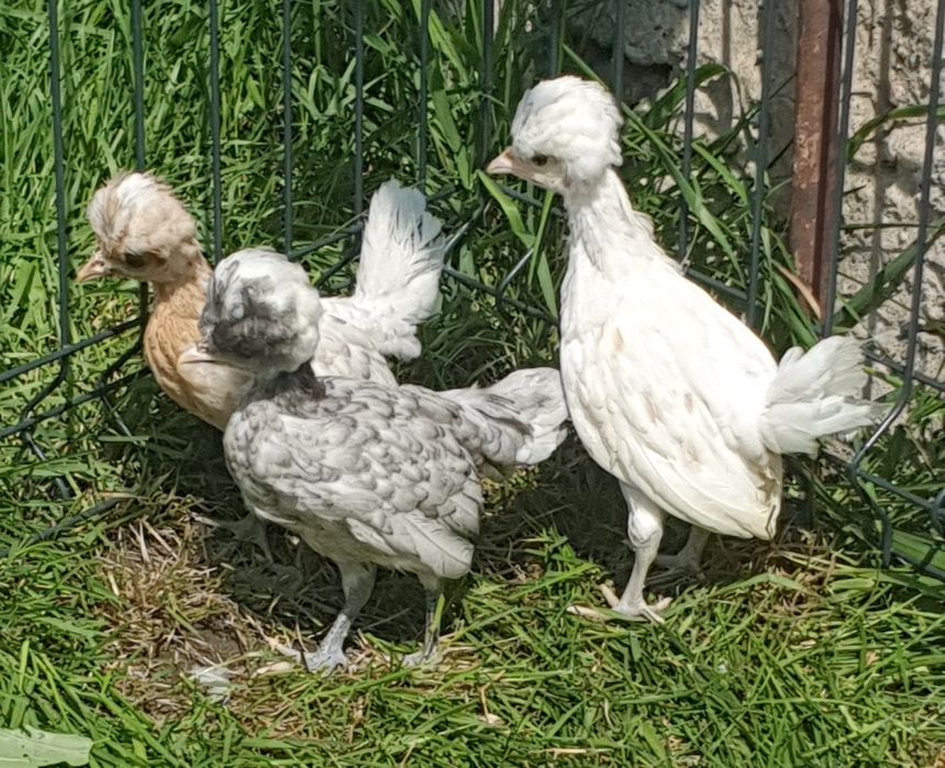 Kurczaki czubatka czubatki kurki kogutki drób ozdobny kurki miniaturow