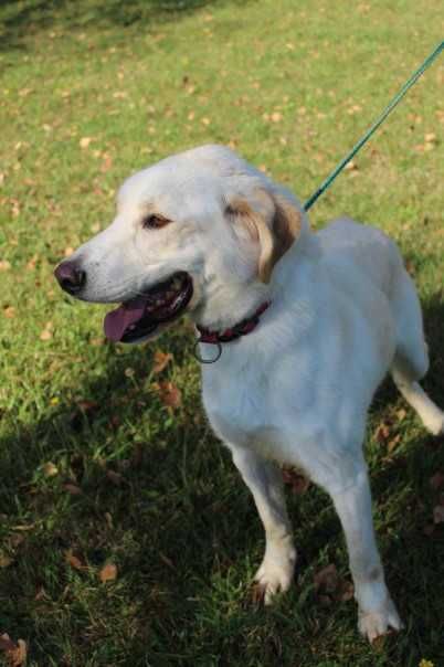 Labrador mix Ciastek Szuka domu -schronisko Bełchatów-aktualne