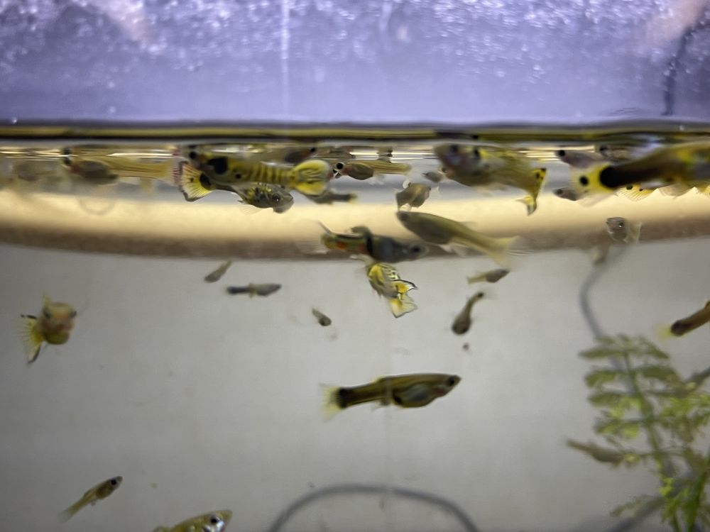 Guppys sortidos variados