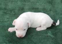 Parson Russell Terrier