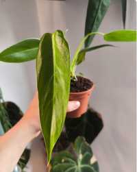 Philodendron Spiritus Sancti