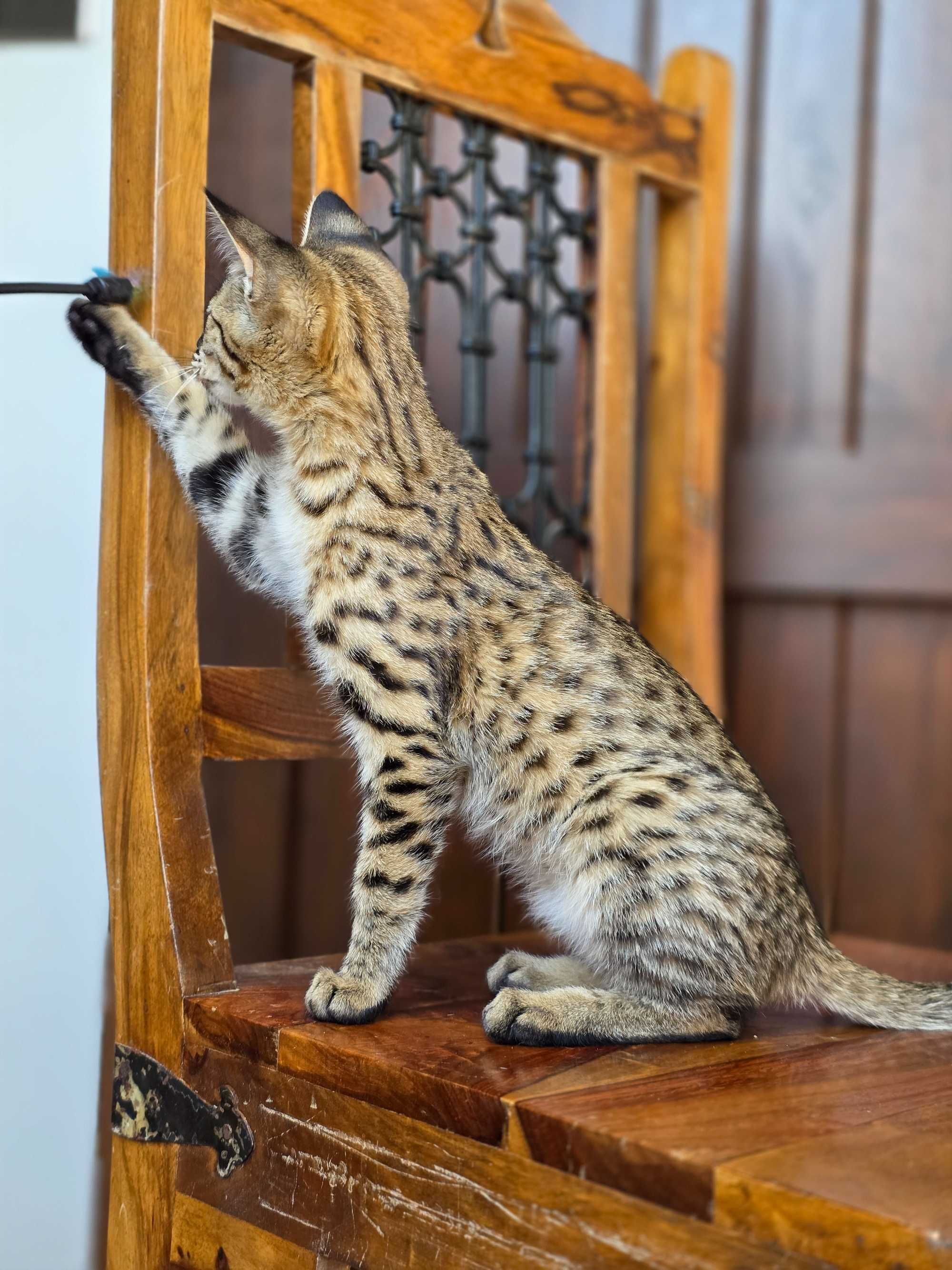 Safi, Wyjątkowa Savannah F2. Najbardziej unikalna rasa świecie.