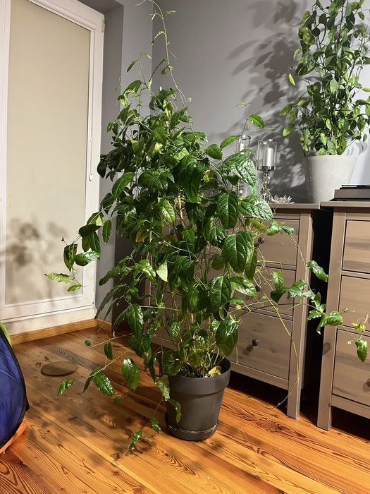 Marakuja roślina egzotyczna 140cm