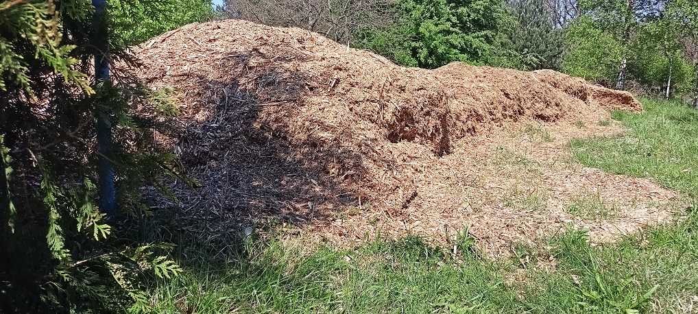 Zrębki drewna liściastego 1 m3