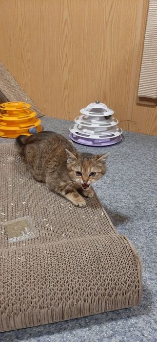 Kocięta szukają domków tymczasowych