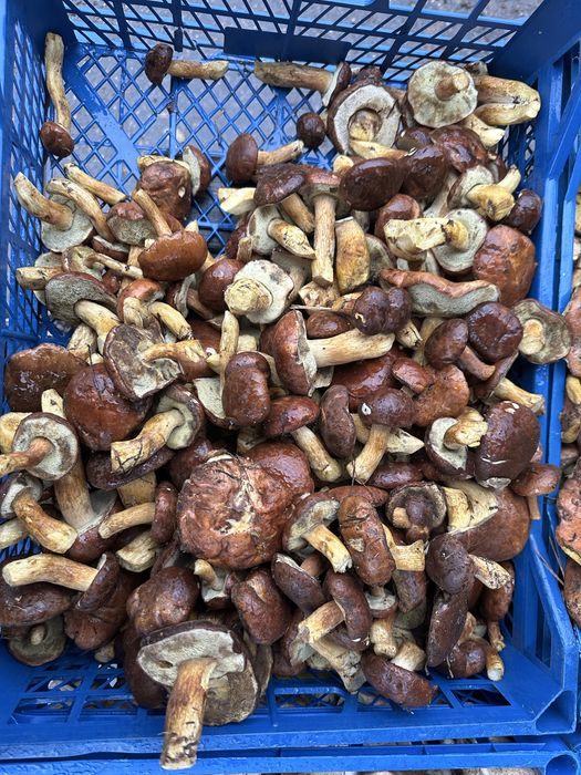 Гриби білі та поляк