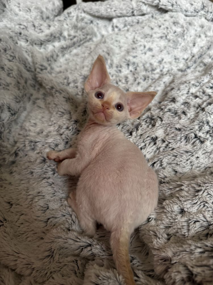 Śliczny kocurek Devon Rex Gucio