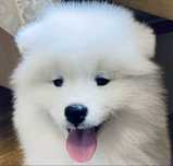 Samoyed juz do odbioru