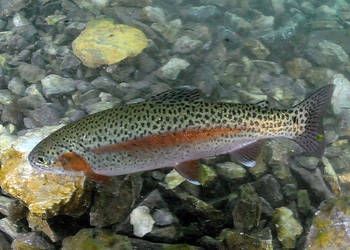 Narybek Pstrąg °Tęczowy °Żółty °Potokowy °Palia Drapieżnik do Stawów