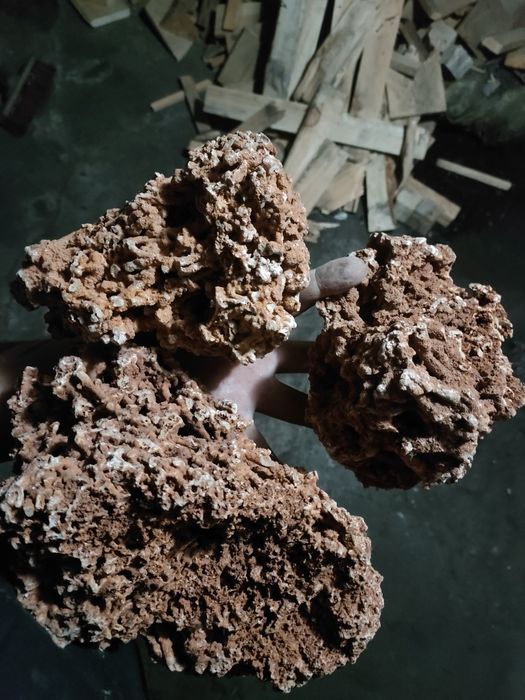 Akwarium oraz wapień Filipiński