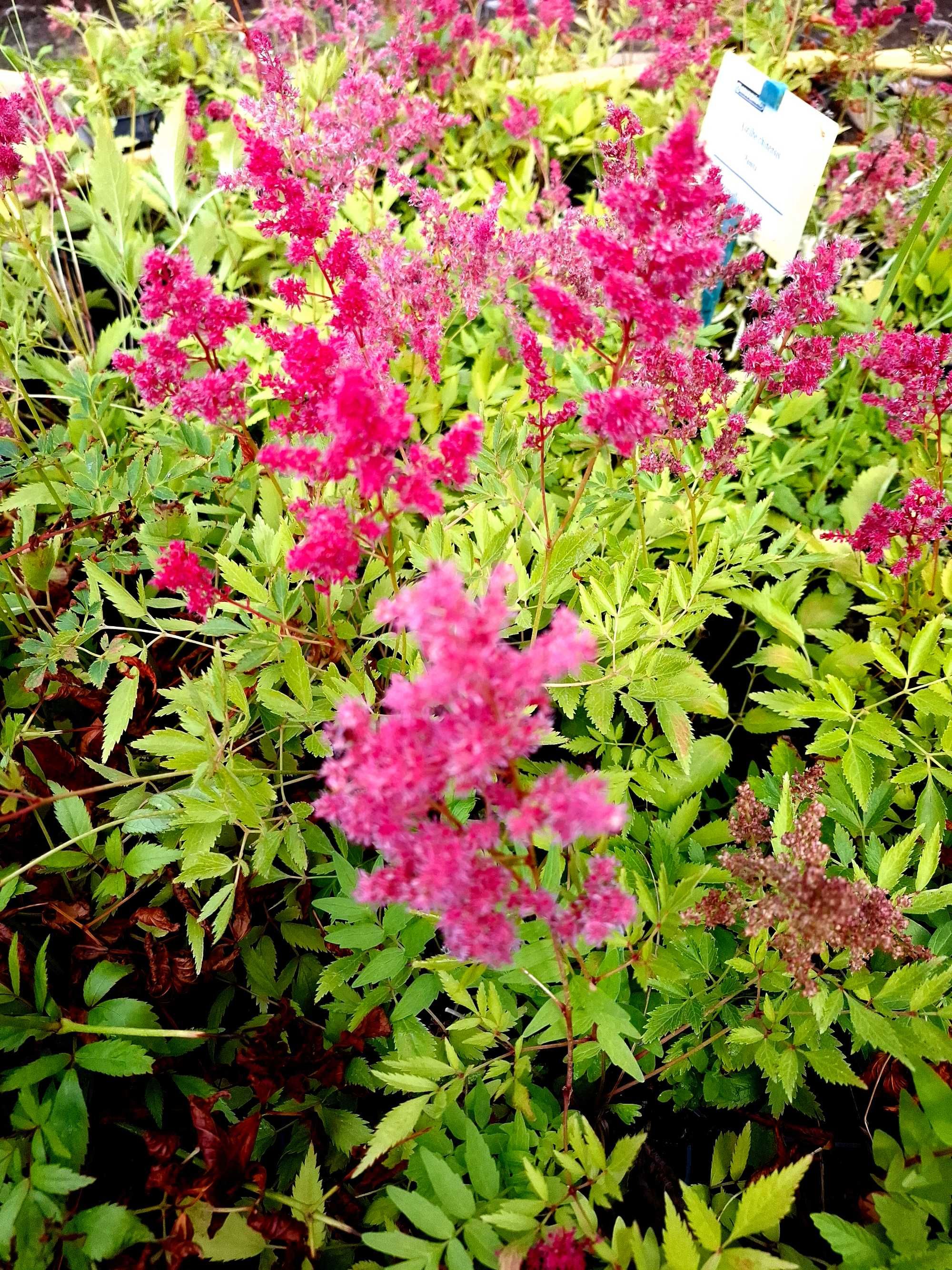 Tawułka chińska Pumila Astilbe chinensis Pumila