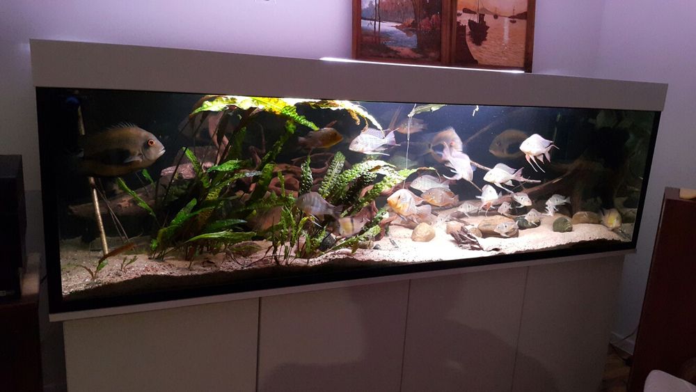 Zestaw akwariowy 200x60x60