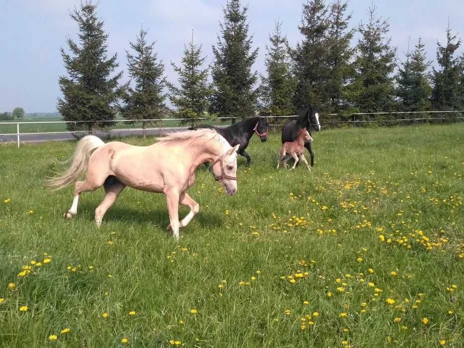 kuc walijski ‼️ 2 lata ‼️ WELSH COB PONY kucyk MEGA GŁOWA dla dzieci