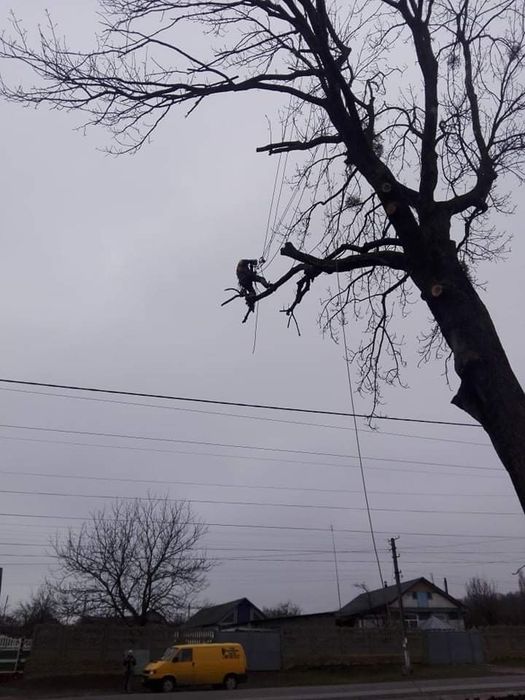 Зрізаємо дерева будь-якої складності(арбористика)!