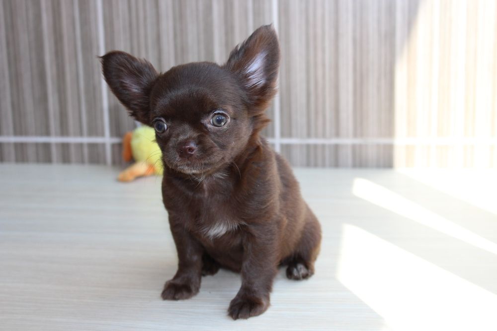 Продам дівчаток чихуахуа