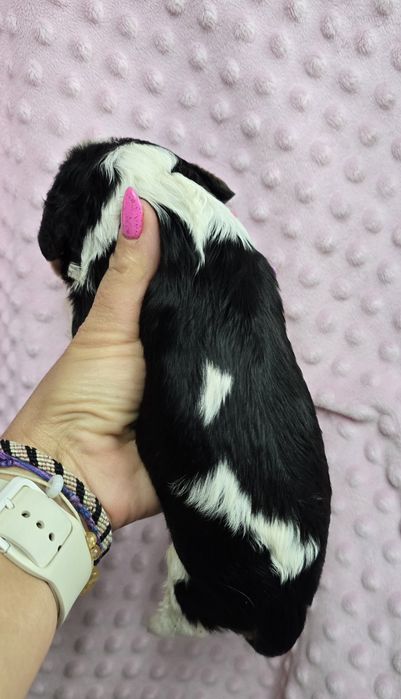 Cavalier piesek Tricolor