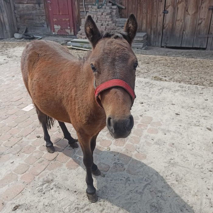 Kuc  5 miesięcy bardzo ładna Klaczka Paszport