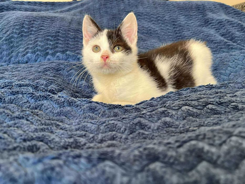 Łaciaty maleńki skarb do adopcji!