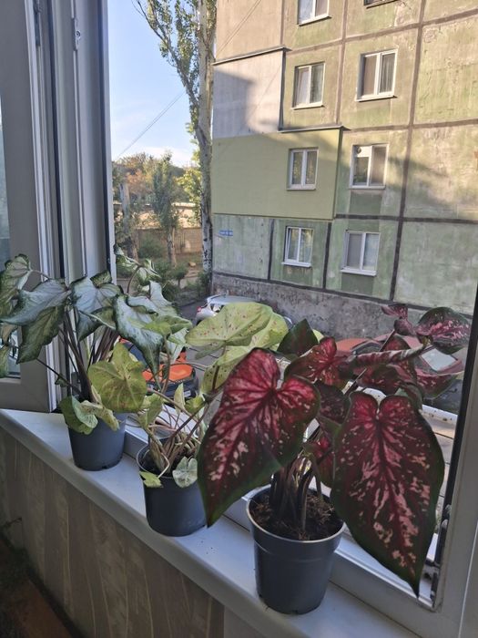 Комнатные растения, цветы.