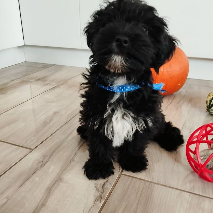 Samczyk Maltipoo F1 z Rodowodem