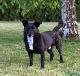 Gucio poleca się do adopcji