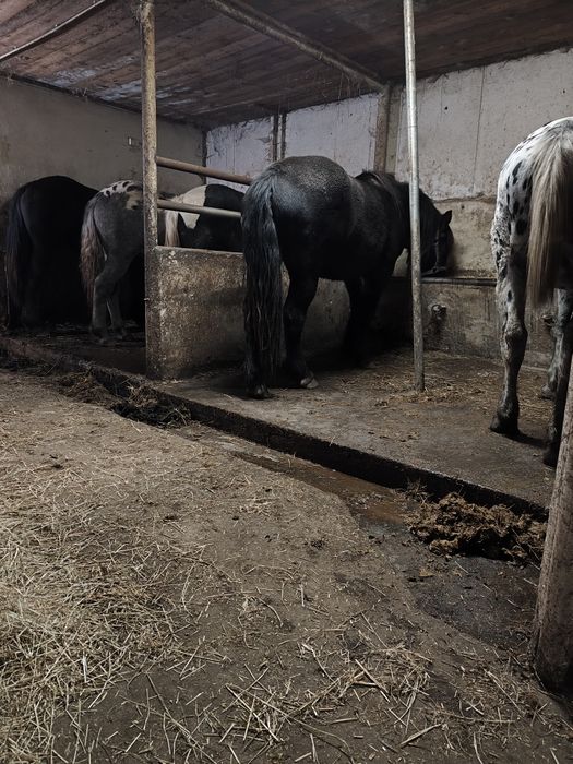 Sprzedam konie źrebne i do zaprzęgów różne maść