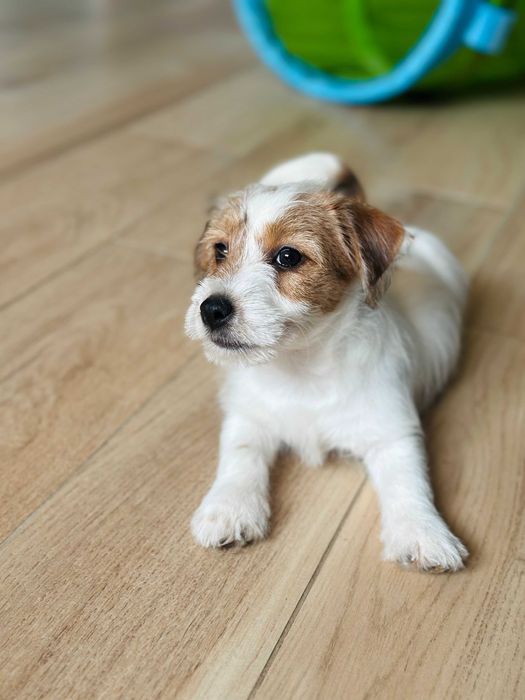 suczka Jack Russell terrier ZKWP/FCI szorstkowłosa