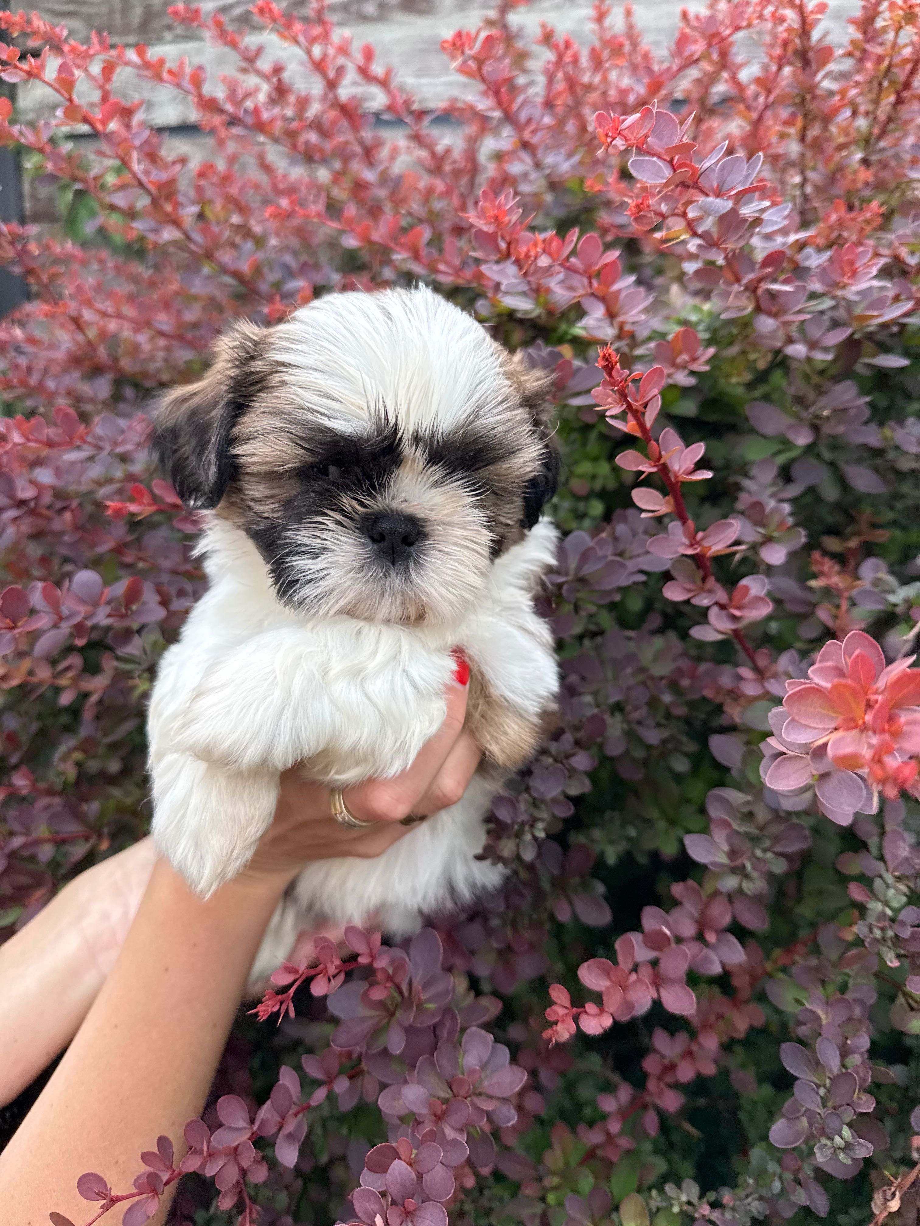 SHIH TZU  ZKWP/FCI - do rezerwacji