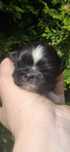 Mini sunia shih tzu